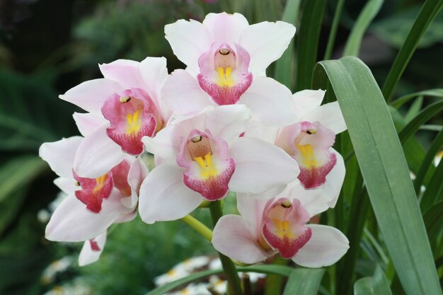 Orquídea cymbidium rosa en jardín