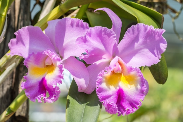 Orquídea de cattleya roxo, na luz solar brilhante, no estilo borrado macio.