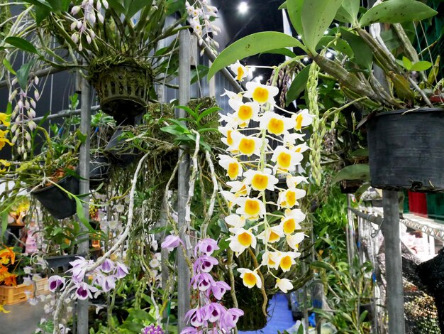 Foto orquídea de flores tailandesas no jardim