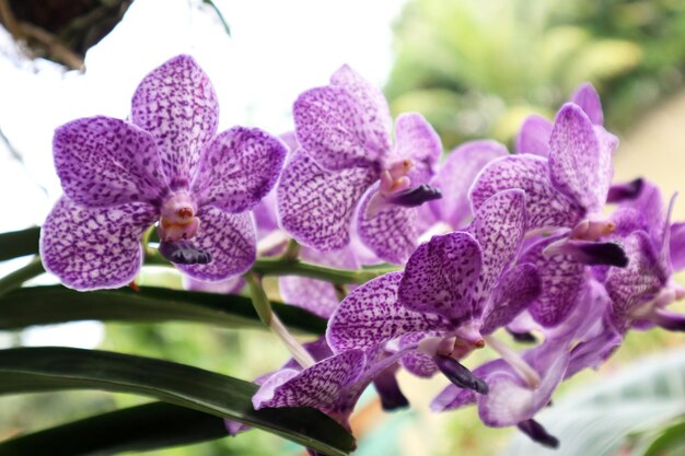 Orquídea de flores tropicais jardim aromático foto de download gratuito