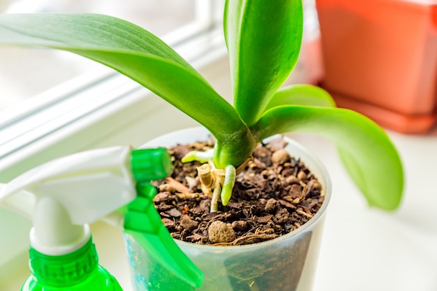 Orquídea de musgo em uma panela de plástico e spayer no peitoril da janela. conceito de cuidados de plantas de casa