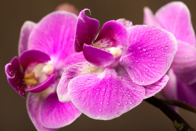 Orquídea de perto