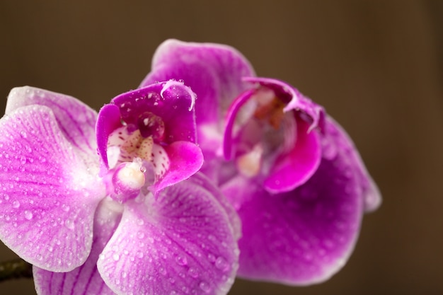 Orquídea de perto