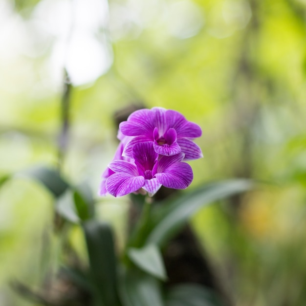 Orquídea de Rattan roxa