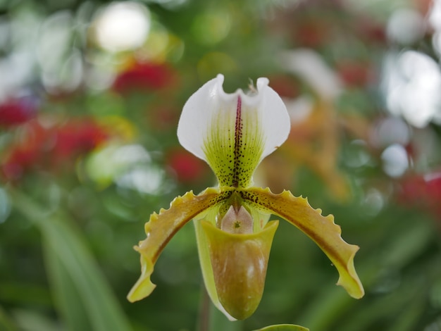 Orquídea de senhora