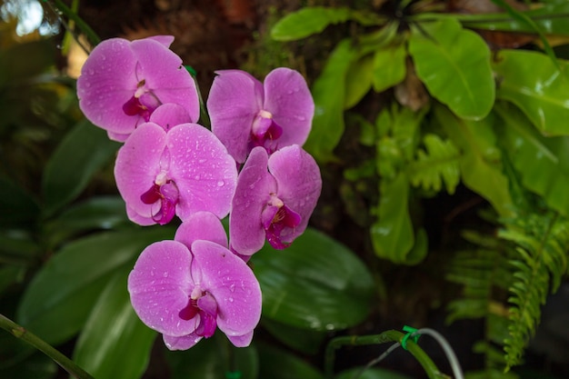 Orquídea de traça no jardim.