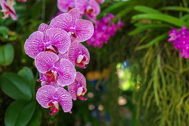 Orquídea de traça no jardim.