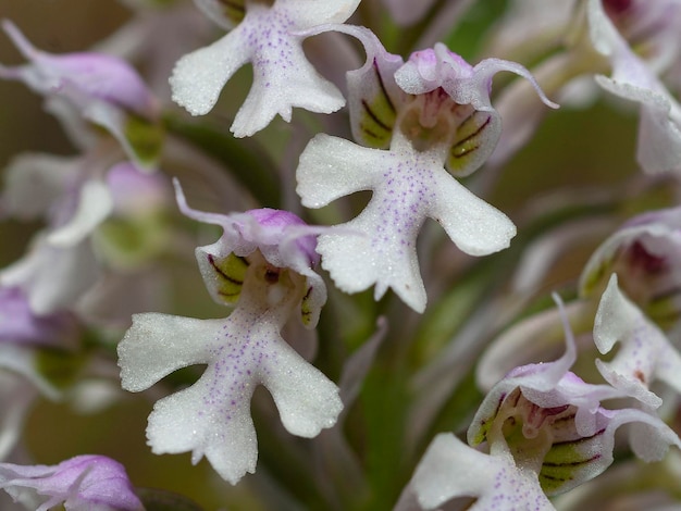 orquídea de três dentes ou Orchis tridentata Neotinea tridentata Málaga Espanha