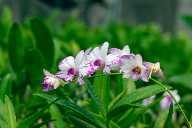 Orquídea dendrobium enobi no viveiro