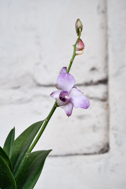 Orquídea Dendrobium kingianum que crece fresca en una olla