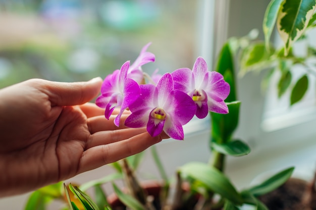 Orquídea Dendrobium. Mulher cuidando de terrenos em casa. Close-up de mãos femininas segurando flores violeta