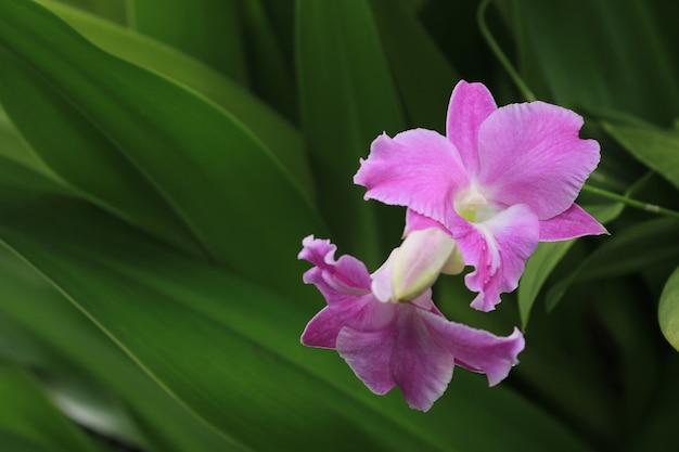 Orquídea dendrobium rosa no jardim