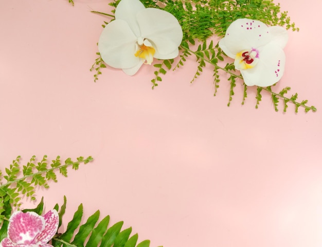 Orquídea e samambaia em um lugar de fundo rosa para texto