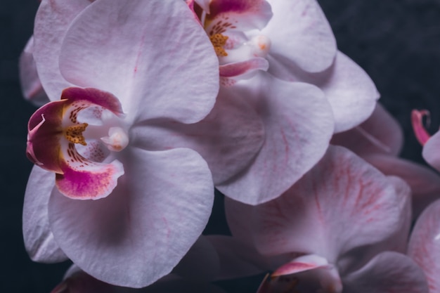 Orquídea em botão em flor