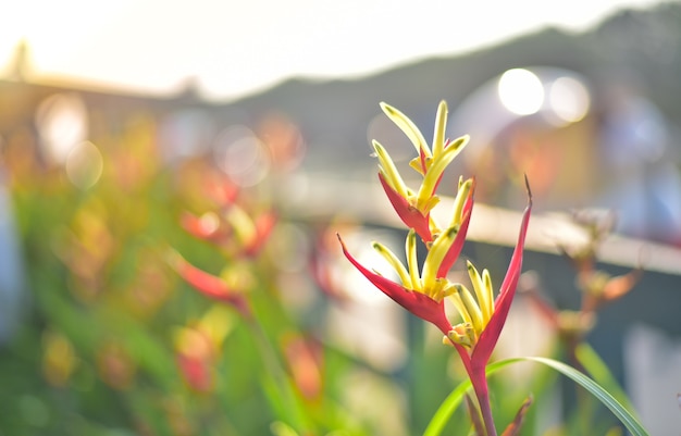 Orquídea em fundo quente.