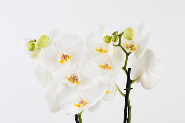 Orquídea em um branco