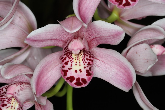 Orquídea em uma exposição