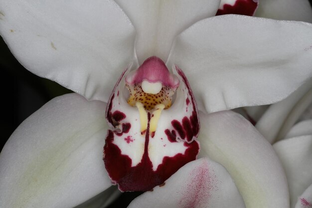 Orquídea em uma exposição