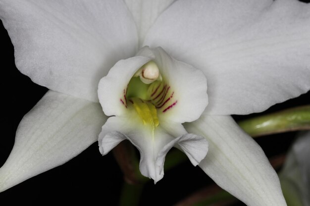 Orquídea em uma exposição