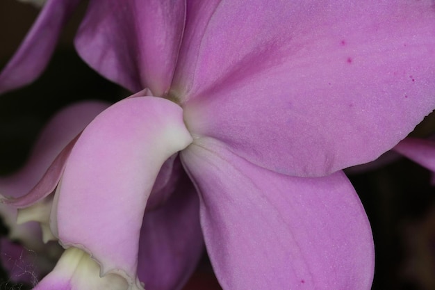 Orquídea em uma exposição