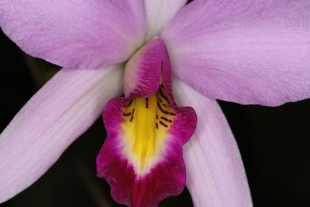 Orquídea em uma exposição