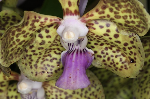 Orquídea em uma exposição