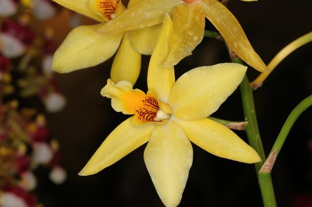 Orquídea em uma exposição