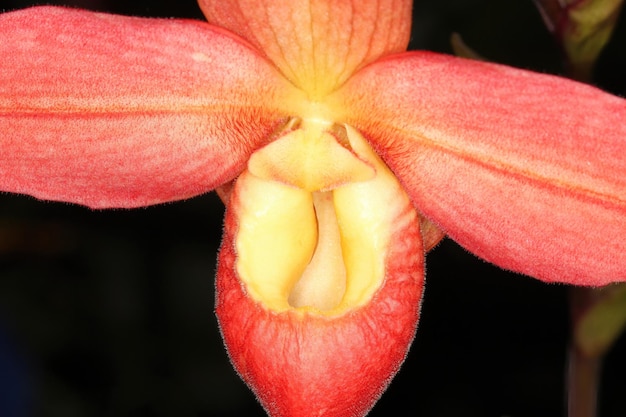 Orquídea em uma exposição