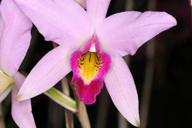 Orquídea em uma exposição