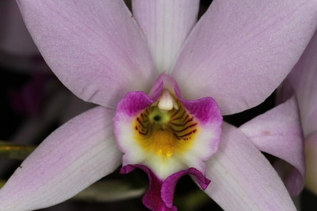 Orquídea em uma exposição