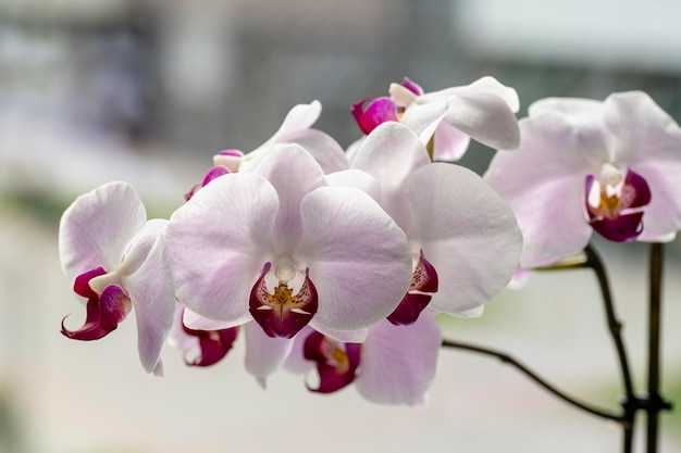 La orquídea es una flor tropical decorativa Phalaenopsis Closeup enfoque selectivo en contraluz