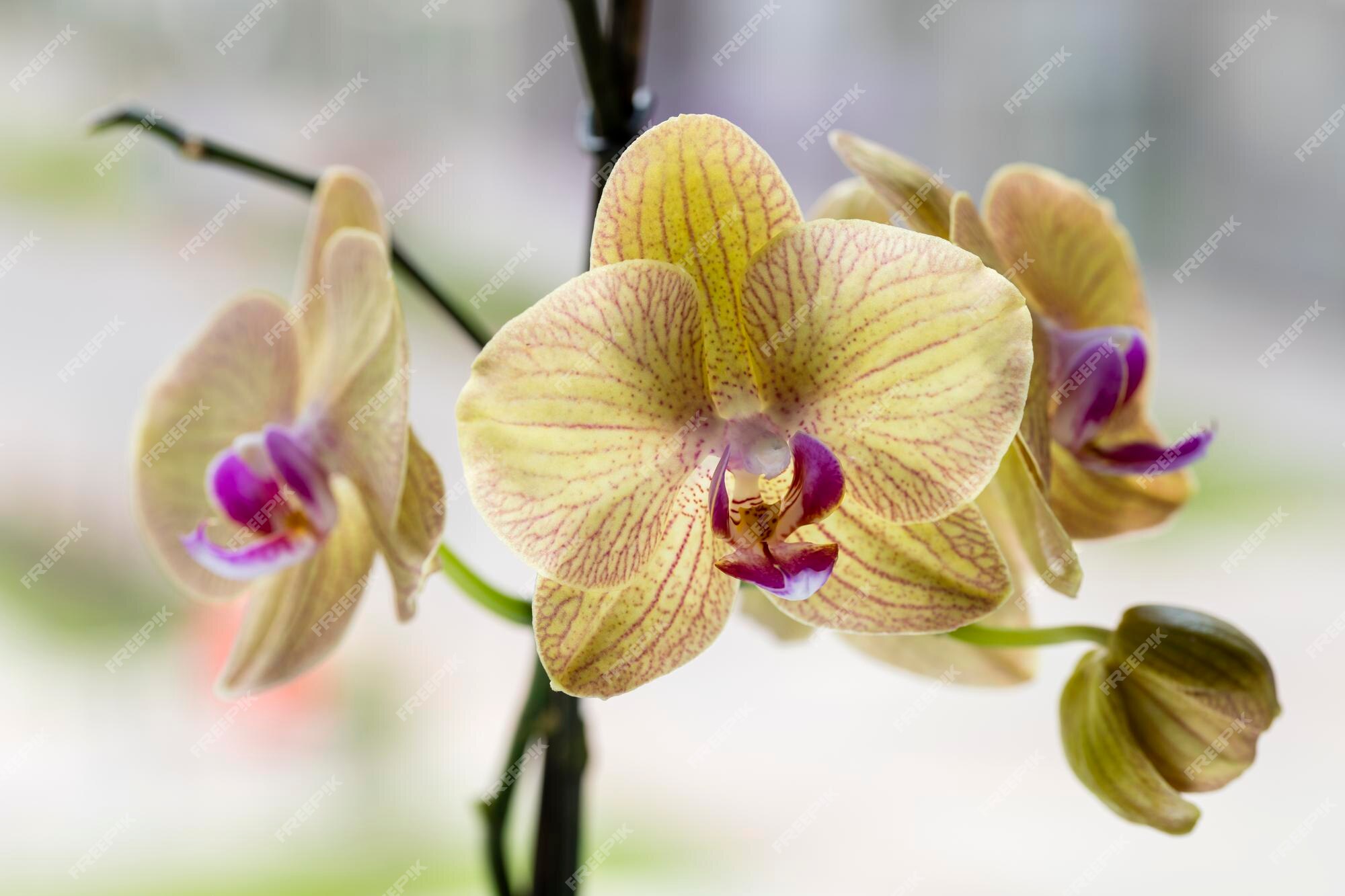 La orquídea es una flor tropical decorativa phalaenopsis closeup enfoque  selectivo en contraluz | Foto Premium