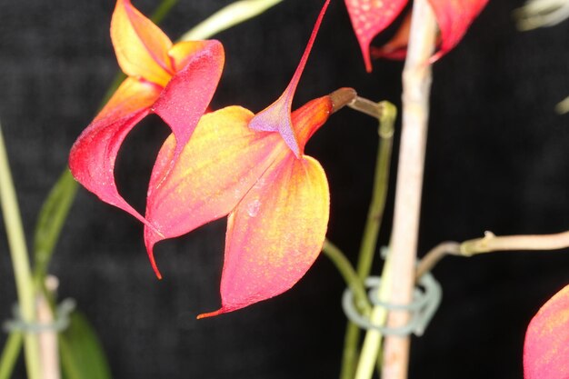 Orquídea en una exposición