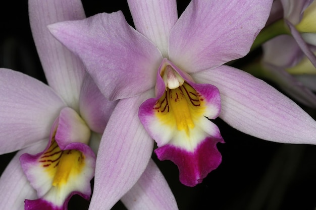 Orquídea en una exposición