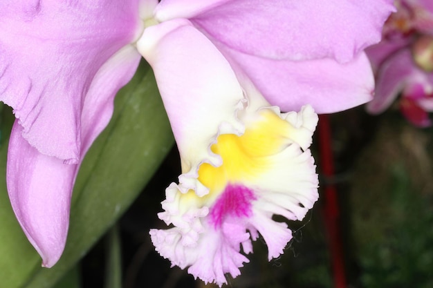 Orquídea en una exposición