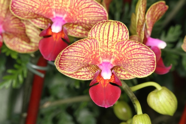 Orquídea en una exposición