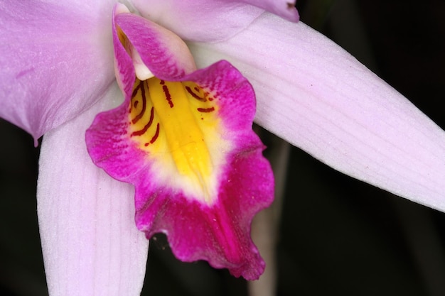 Orquídea en una exposición