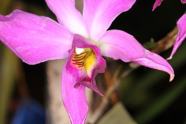 Orquídea en una exposición