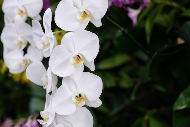 orquídea flor hermosa flor naturaleza fondo