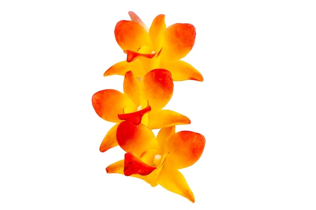 ORQUÍDEA Flor Planta en maceta Casa de muñecas Miniaturas Jardín aislar fondo Trazado de recorte
