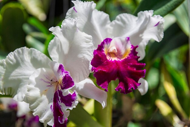 Orquídea Flor