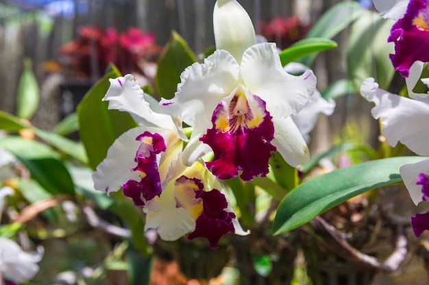 Orquídea Flor