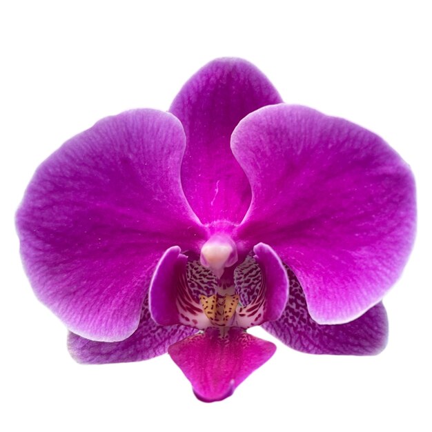 Orquídea Flor