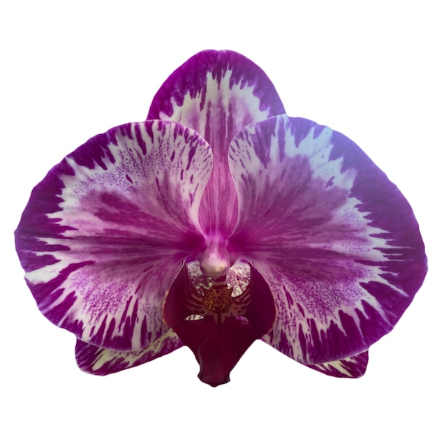 Orquídea Flor