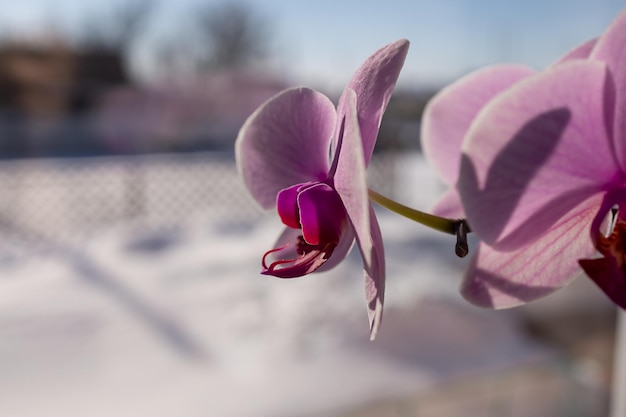 Orquídea floreciente en la ventana contra el fondo de un paisaje nevado