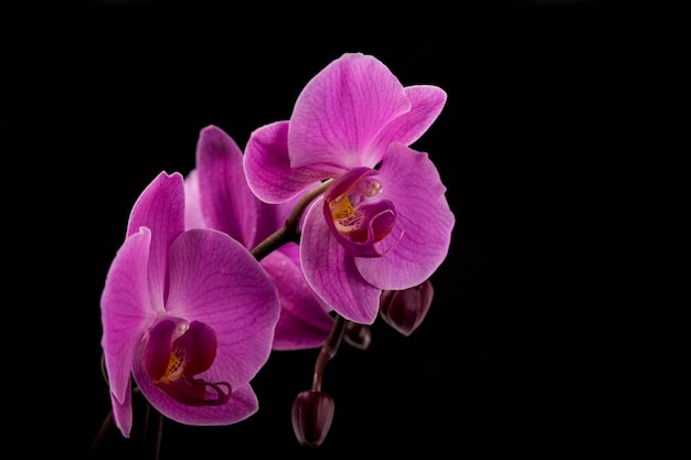 Orquídea de flores frescas sobre fondo de color