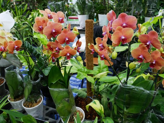 Foto orquídea de flores tailandesas en el jardín