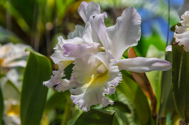 Orquídea de flores