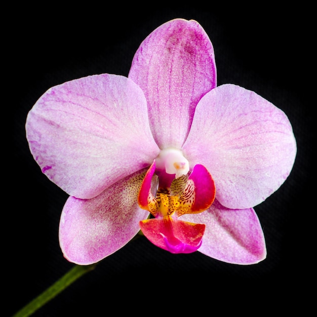 Orquídea de flores