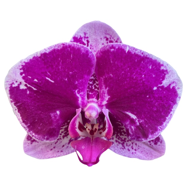 Orquídea de flores